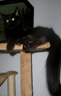 Wilma