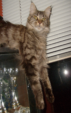 Erica
