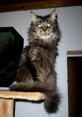 Gerda