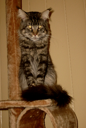 Questor