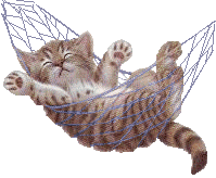 katze_037